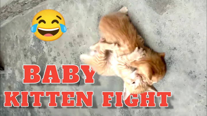 Watch the video about Battles of the Baby Kittens 4k Video|| Funny kitten fighting || Catsvlog #cat #catlover#funnycats
