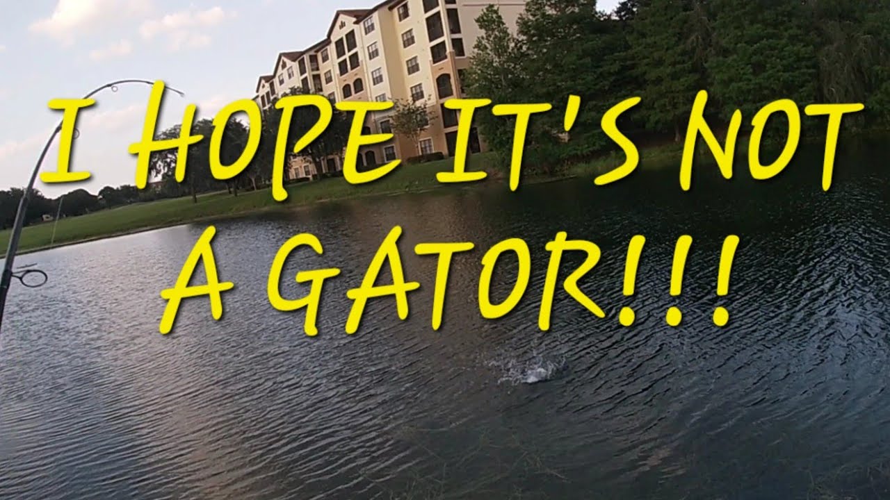 FISHING GATOR FILLED PONDS FOR BASS!!!