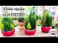 Tour por mi vivero FAVORITO  | lo mejor de la época navideña