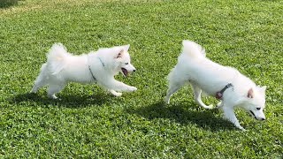 Japanese Spitz sees mommy for the first time since growing up ❤❤