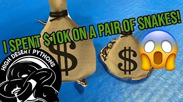 I Spent 10 Thousand dollars at @AlwaysEvolvingPythons | High Desert Pythons