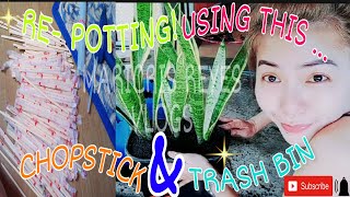 REPOTTING MY SNAKE PLANT TO MY DIY POT USING TRASH BIN AND CHOPSTICK + BENEFITS | VLOG 24