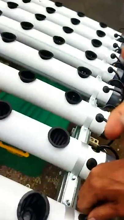 Tanaman Hidroponik Pipa Paralon