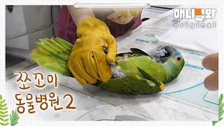 Animal Hospital for Tiny Animals2 Ep 7 (Patient: Bada,Parrot)