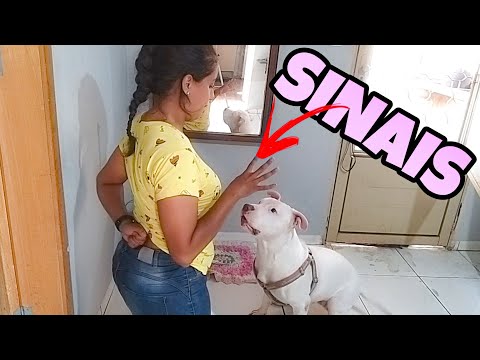 Vídeo: Adotando Um Cachorro Surdo