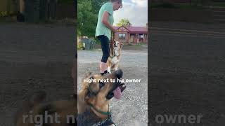 Good dogs can think, great dogs can problem solve