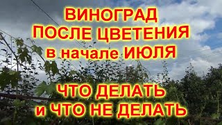 ВИНОГРАД ПОСЛЕ ЦВЕТЕНИЯ в начале ИЮЛЯ. ЧТО НАДО и ЧТО НЕ НАДО ДЕЛАТЬ на винограднике