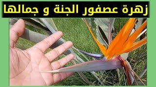 زهرة عصفور الجنة أجمل أزهار القطف، من حديقتي ? Bird of paradise