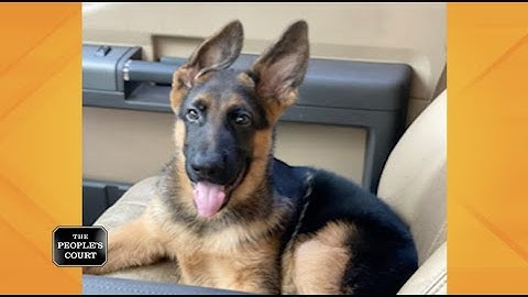 Pooping Out on a Puppy Purchase