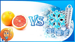Freeze Grapefruit - Can grapefruit be frozen and then use it? - Grapefruit Storage