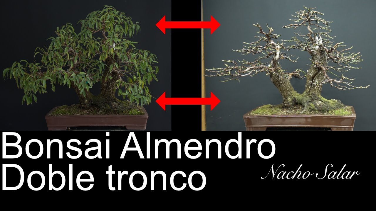 Bonsai Almendro Doble Tronco Nacho Salar