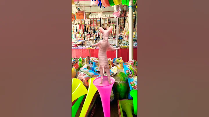 Watch the video about Sphynx cat 😺 #cat #funny #catlover #catvideos