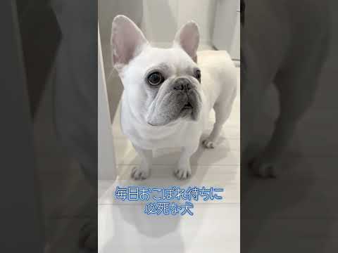 毎日おこぼれ待ち頑張ってるよ〜【フレンチブルドッグ frenchbulldog】 #dog #ペット #フレブル飼い方
