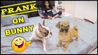 Prank on Bunny 😆 Funny Dog Video | Harpreet SDC