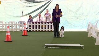 Obedience Open Class B | Breed Judging 2023