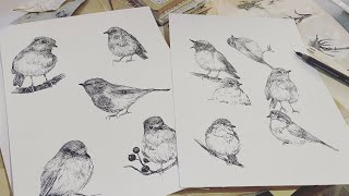 How to draw a Bird -quickie sketch
