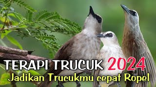 Terapi TRUCUKAN BIAR CEPAT GACOR dengan SUARA AIR MENGALIR