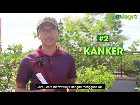 Video: Daun Limau Menjadi Kuning: Punca Daun Kuning Pada Pokok Limau