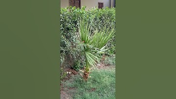 #foryou #تلاوه_خاشعه #محمود_الشحات_أنور #القران_الكريم #like #اكسبلور #دويتو #اهميه #quran #duet