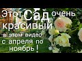 Лучшие ЦВЕТУЩИЕ многолетники . ЦВЕТЕНИЕ  нашего САДА с апреля по ноябрь в ЭТОМ ВИДЕО ! 2020