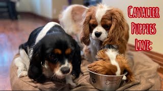 Cavalier Puppies Live: Remy on Labor Watch!