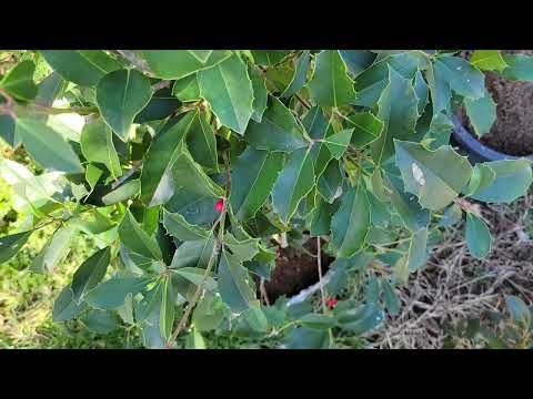Video: Păcătura de frunze de primăvară în plantele de Holly - De ce își pierde Holly frunzele primăvara