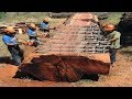 Amazing Fastest Chainsaw Skills Giant Tree Cutting