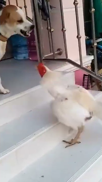 Ayam jago VS anjing