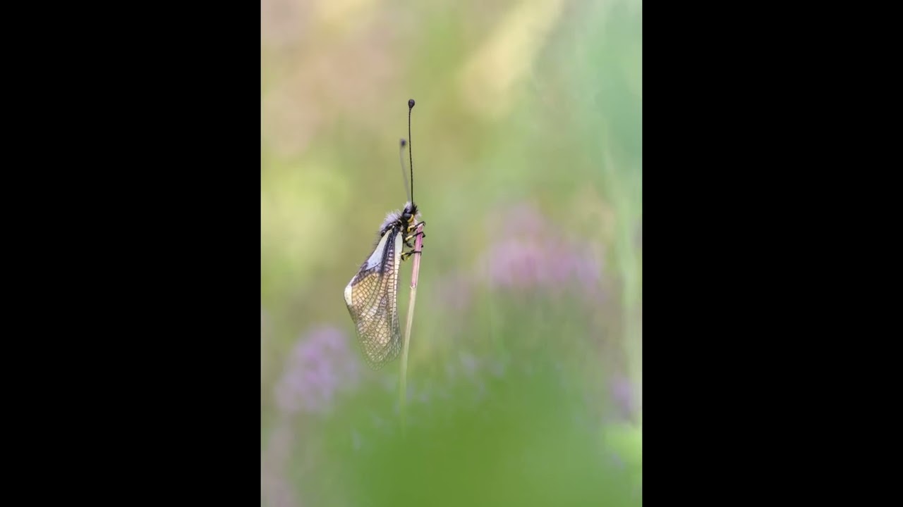 focus stacking ascalaphe