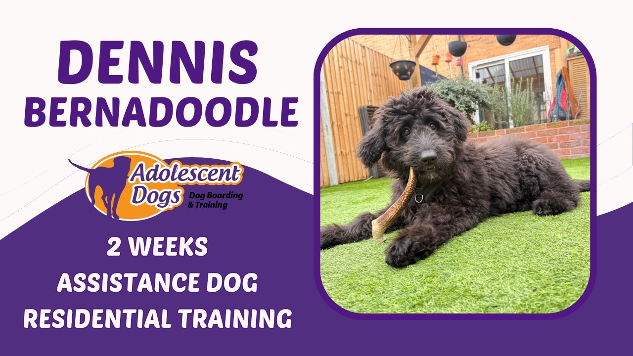 Dennis the Bernadoodle Puppy | 2 Weeks Assistance Dog Residential Training