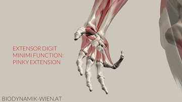 Extensor Digit Minimi Function Pinky Extension (3D Animation)