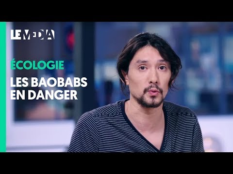 Vidéo: Pourquoi les baobabs sont-ils dangereux ?