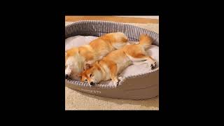 Pet Dog Bed Large Removable Double-Side Pet Dog Bed