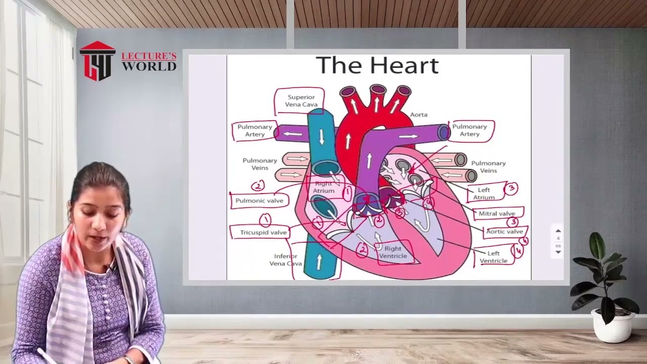 GNM 1st Year-Anatomy & Physiology-Circulatory System - Anatomy Of Heart