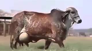 World's biggest Cow