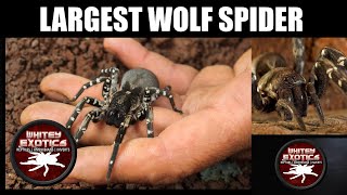 Largest Wolf Spider on Earth - Hogna ingens - Desertas Island Wolf Spider