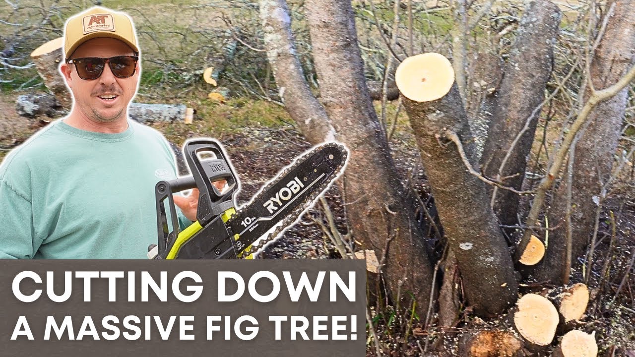 Can We Save This Fig Tree By Cutting It Down? - YouTube