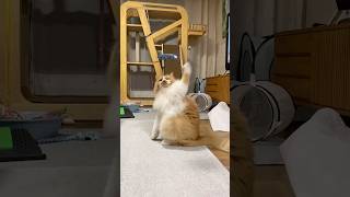 Funny cat and dogs 😂😂 episode 455 #shorts #pets #cat #funny #dog