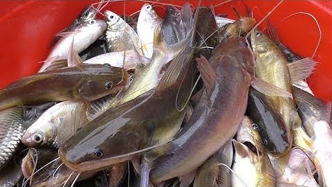 Chài cá gần sà lan trúng đậm . Cá lăng , Cá chốt , Có con cá lữ trâu