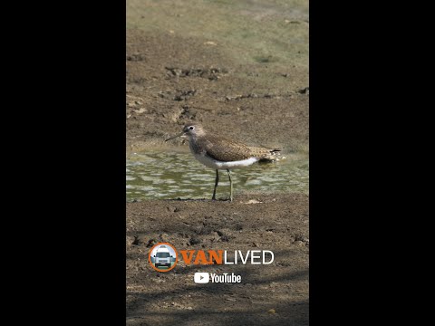 Yeşil düdükçün » Green Sandpiper » Tringa ochropus #shorts