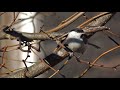 Голос черноголовой гаички Parus palustris / Marsh tit vocalisation