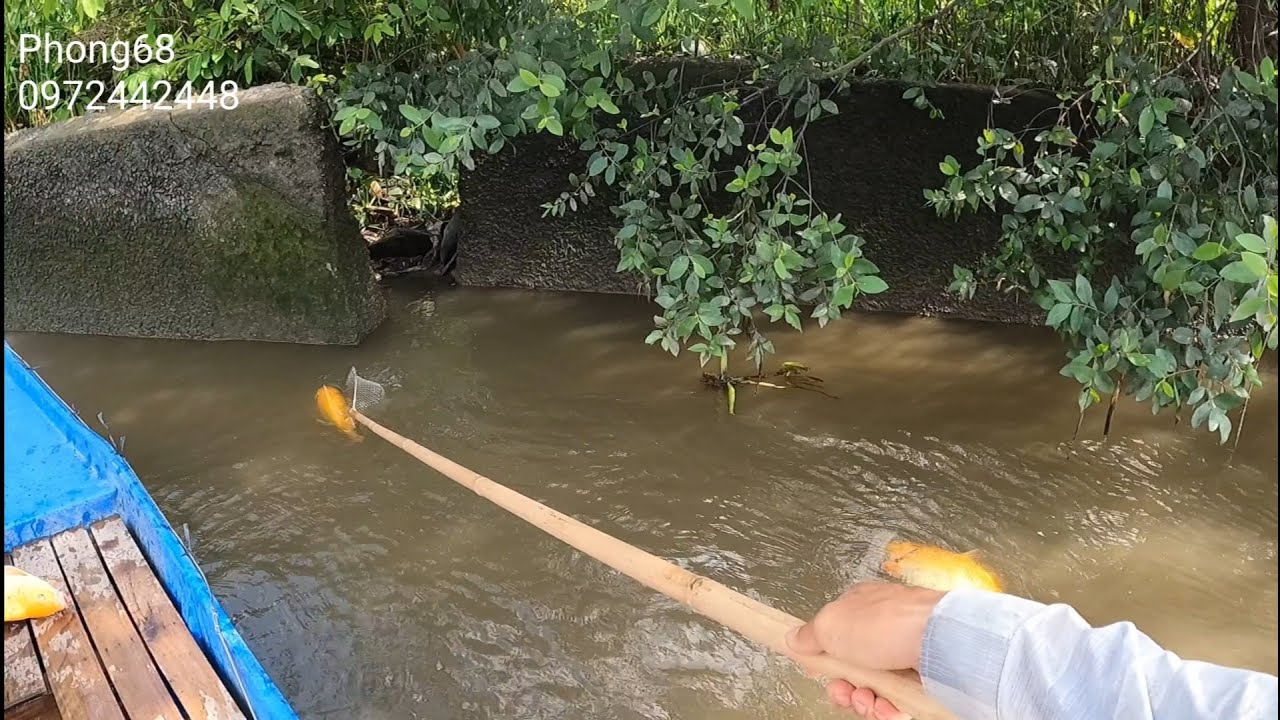 56f 24vol một vợt thả cáp bảo cá song cái // Phong68