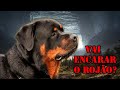 9 DICAS PODEROSAS PARA CRIAR SEU ROTTWEILER MUITO BEM