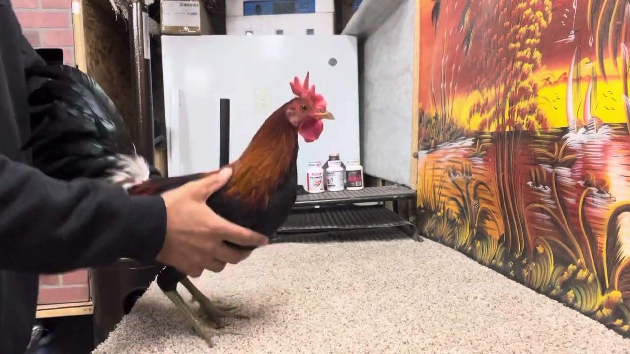 Entrenamiento para gallos básicos