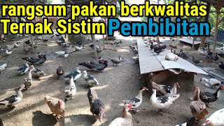 Rangsum Pakan Yang Berkwalitas Untuk Ternak Entok Pembibitan