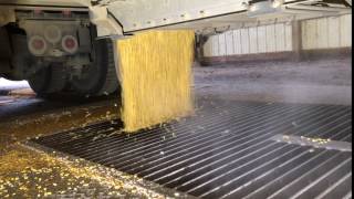 Unloading Corn