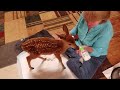 Sue daughtry feeding our baby deer