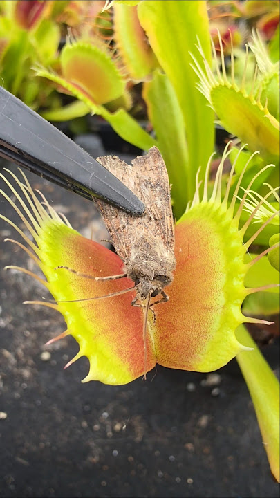 Venus Flytrap closes on a moth #carnivorousplant #insects #insecteatingplant #shorts