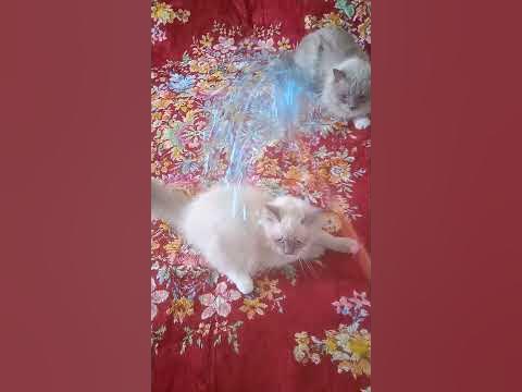Кошечка Гера ( Геральдика), окрас блю - пойнт с белым, возраст 3, 5 ...