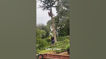 Tree removal!🌲 #timelapse #tree #climbing #viral #treework #stihl #treeremoval #skills
